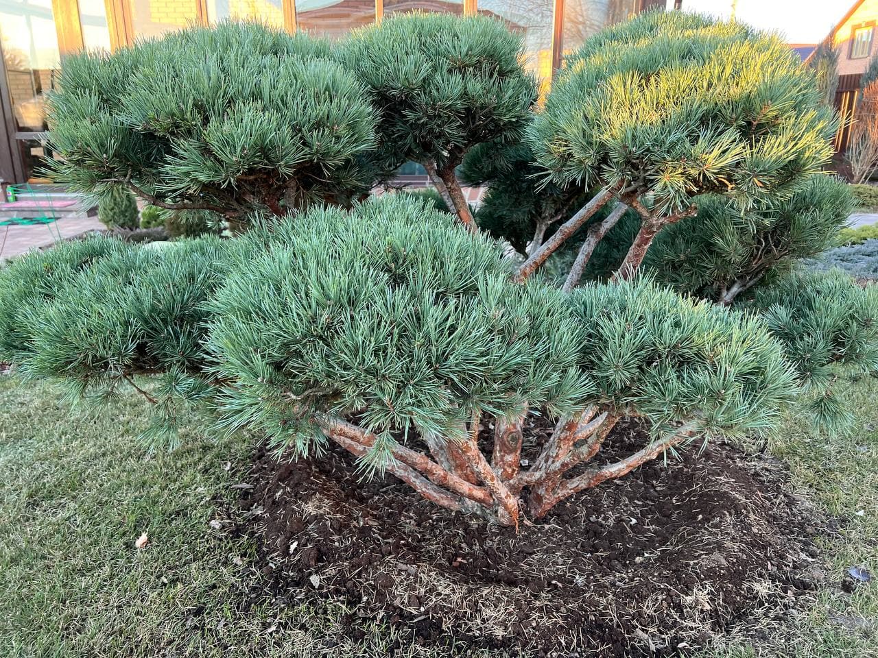 Лиственница японская BONSAI (форма "S") LeafGarden