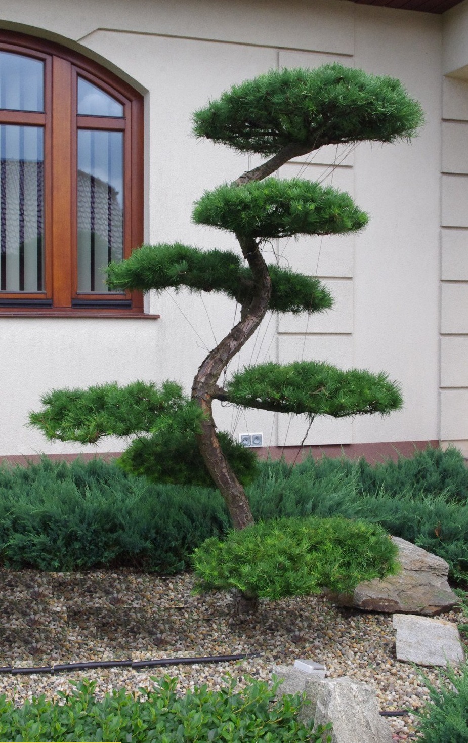 Подстриженные сосны фото Лиственница японская BONSAI (форма "S") LeafGarden