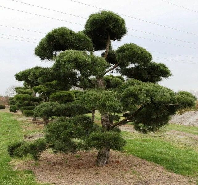 Подстриженные сосны фото Пин на доске niwaki Внешний вид дома, Бонсай, Ландшафт