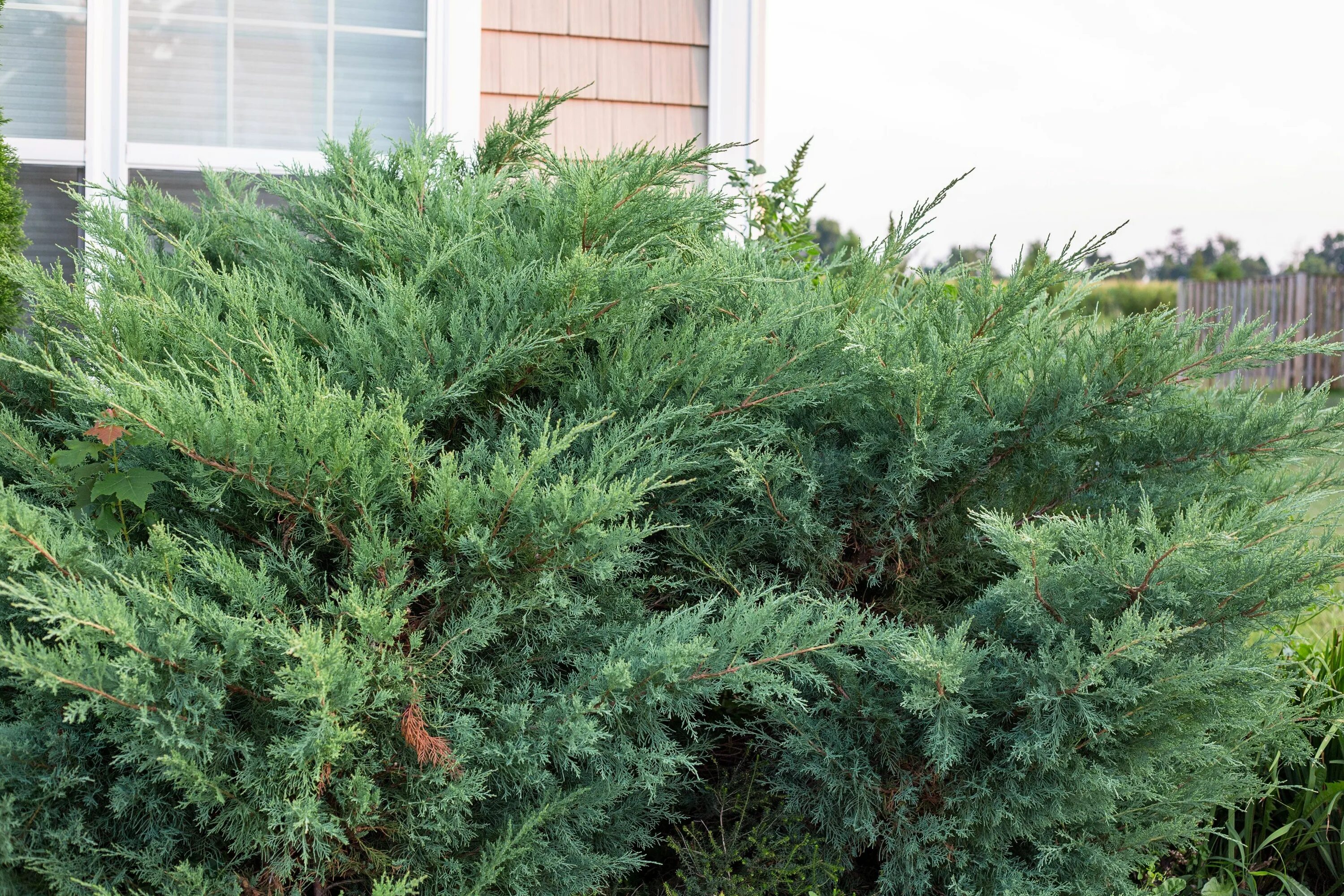 Подстриженный казацкий можжевельник фото How to Trim Juniper Shrubs eHow Juniper shrub, Juniper plant, Juniper bush