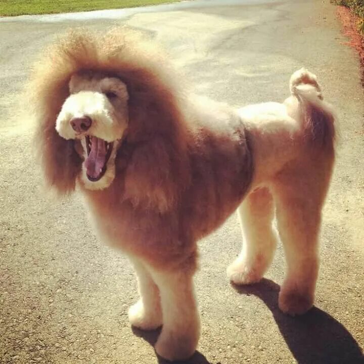 Подстриженный лев фото Standard Poodle lion trim Poodle grooming, Poodle puppy standard, Poodle