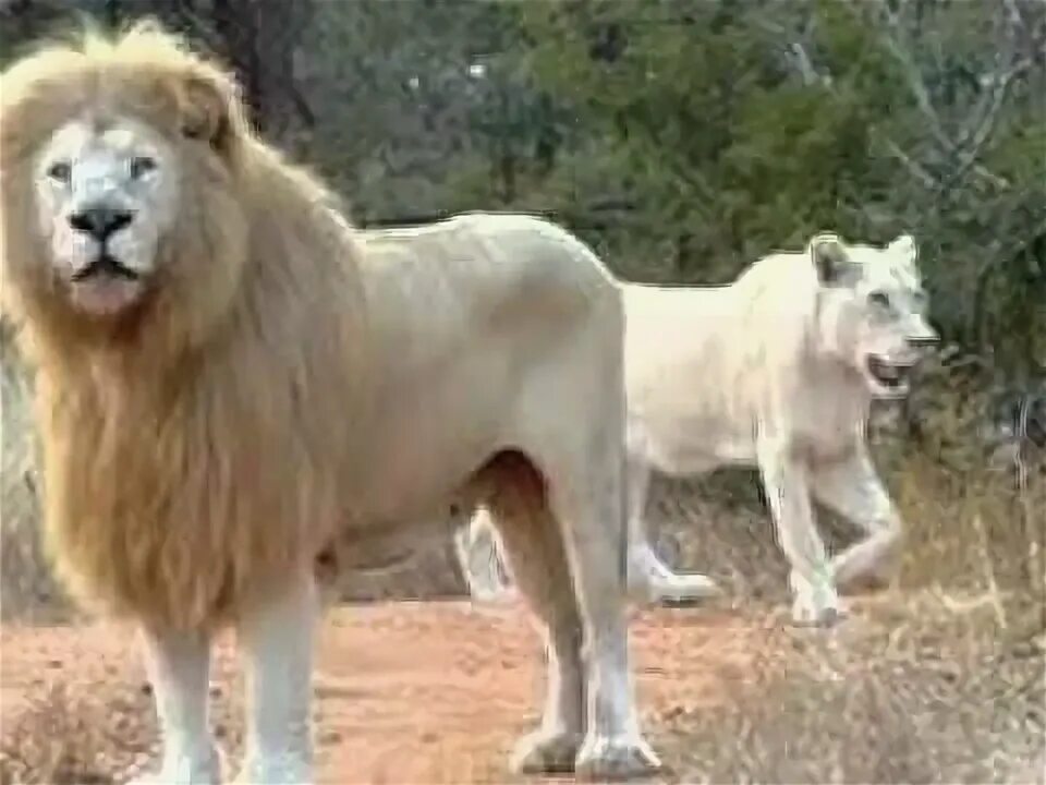 Подстриженный лев фото lions - YouTube