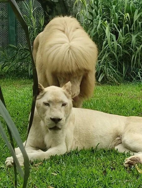 Подстриженный лев фото A lion from the Guangzhou Zoo in China has become an Internet star because of hi