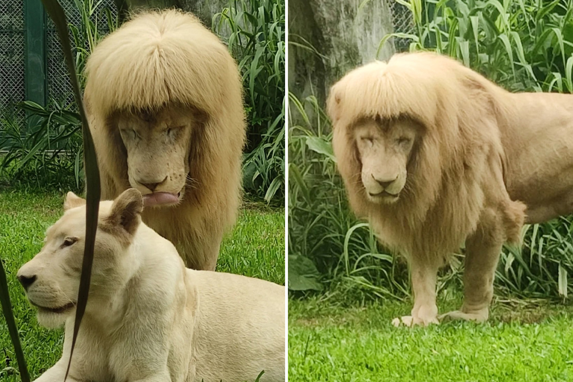 Подстриженный лев фото Lion with 'mullet' forces zoo to deny Joe Exotic haircut: 'It’s nature’s magic'