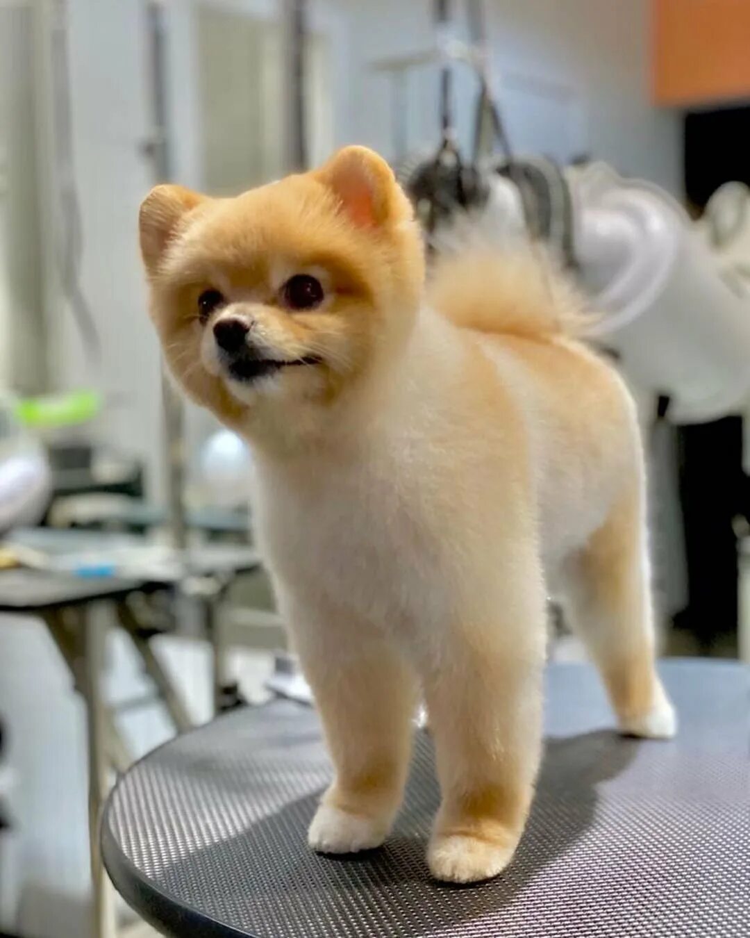 Померанский шпиц: описание породы собак, уход и содержание Pomeranian haircut, P