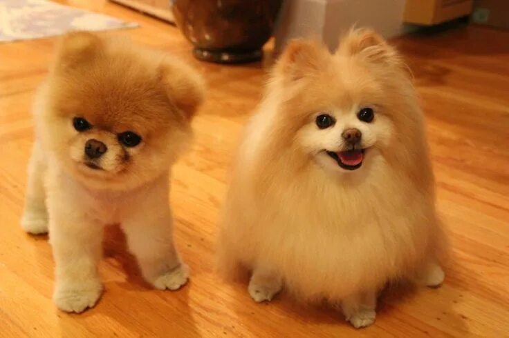 Подстриженный померанский шпиц фото I adore Boo and Buddy :) Dog haircuts, Pomeranian dog, Cute pomeranian