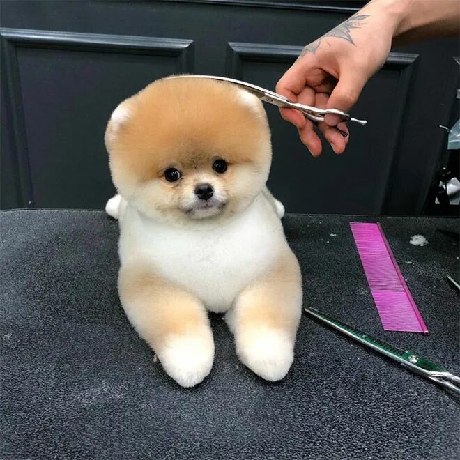 Подстриженный шпиц фото Awkward Trend: Round Dog Haircuts Dog haircuts, Cute dogs, Cute animals puppies