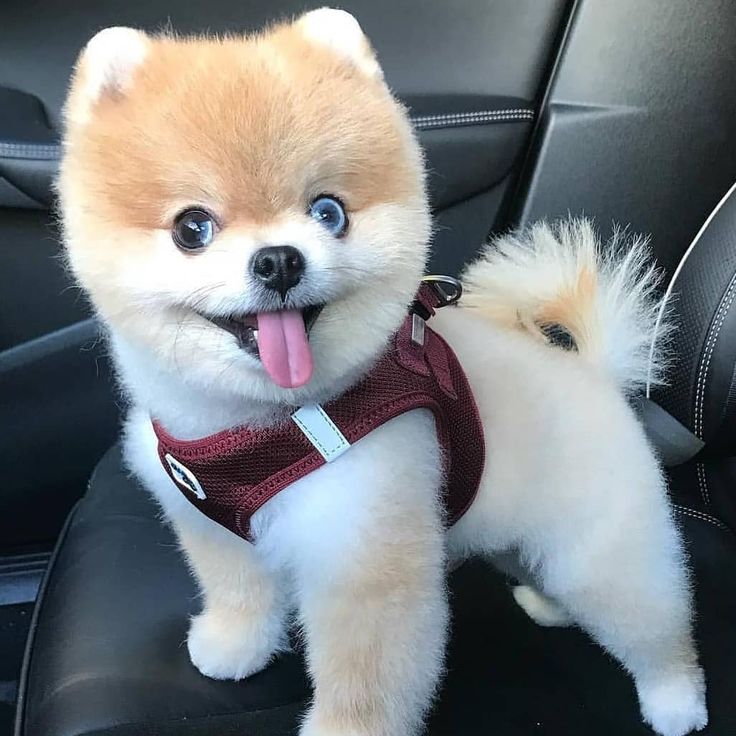 Подстриженный шпиц мишка фото Pomeranians panosundaki Pin, 2024 Köpek