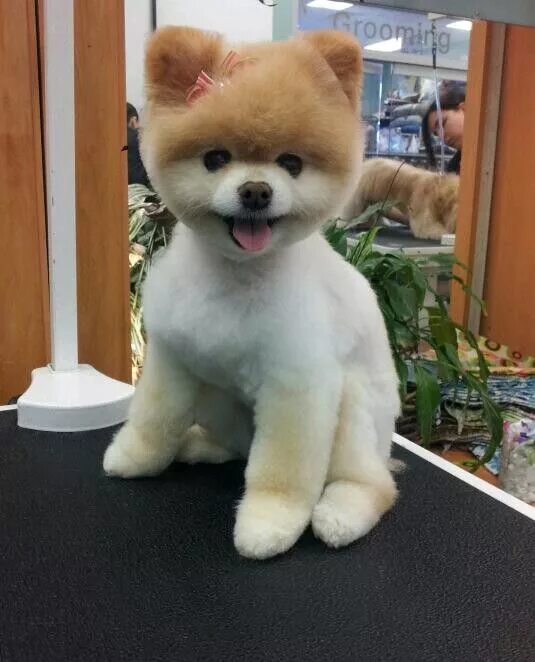 Подстриженный шпиц мишка фото Absolutely perfect Teddy Bear Pom! Teddy bear dog, Bear dog breed, Boo the dog