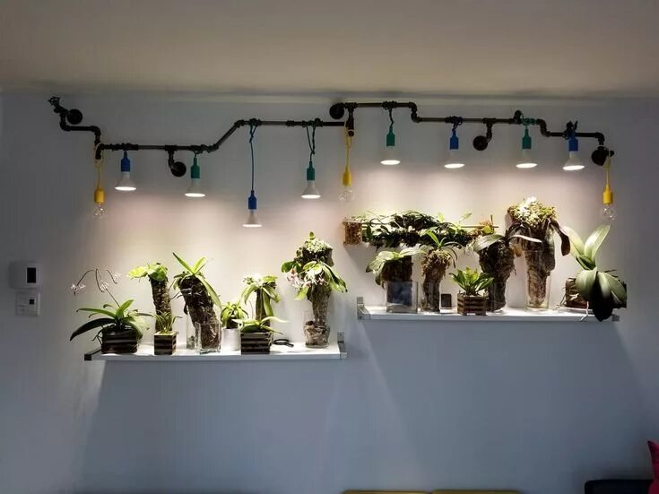 Подсветка для цветов в интерьере Review/Results using IKEA VÄXER LED plant grow bulb PAR30 E26 - Orchid Board - M