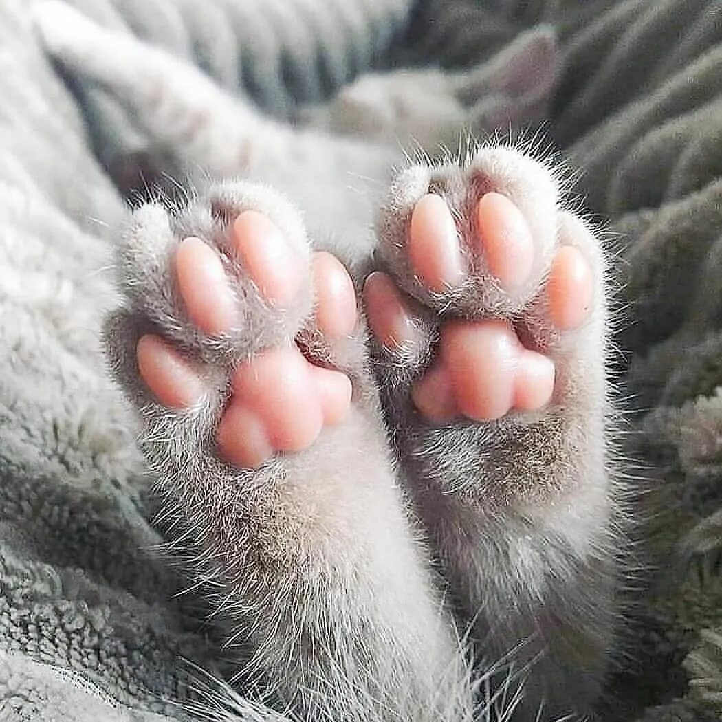 Подушечки кошки фото Polubienia: 1,229, komentarze: 4 - Cattagram (@9cattagram) na Instagramie: "Pink