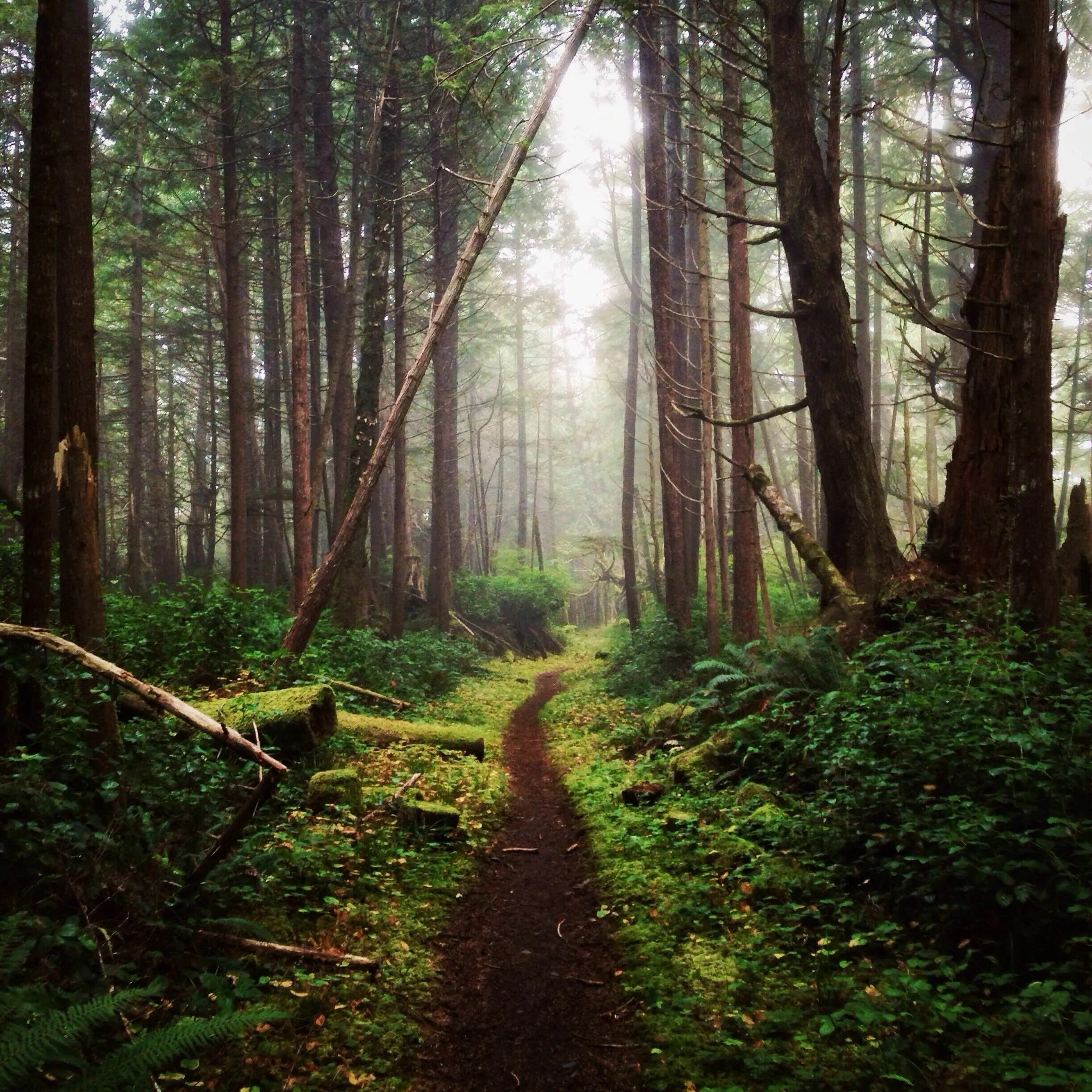 Подушкинский лес фото Hidden Hikes on Vancouver Island with @tomparkr - Explore BC Vancouver island, H