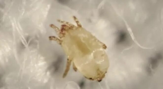 Подушные клещи как выглядят Pin by The Bug Squad on Dust Mite Dust mite allergy, Dust mites, House mites