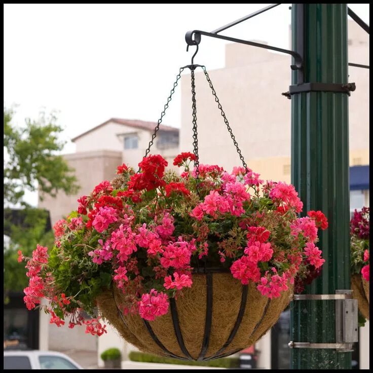 Подвесное кашпо на улице фото 22" English Garden Flat Steel Hanging Basket Hanging flower baskets, Hanging flo