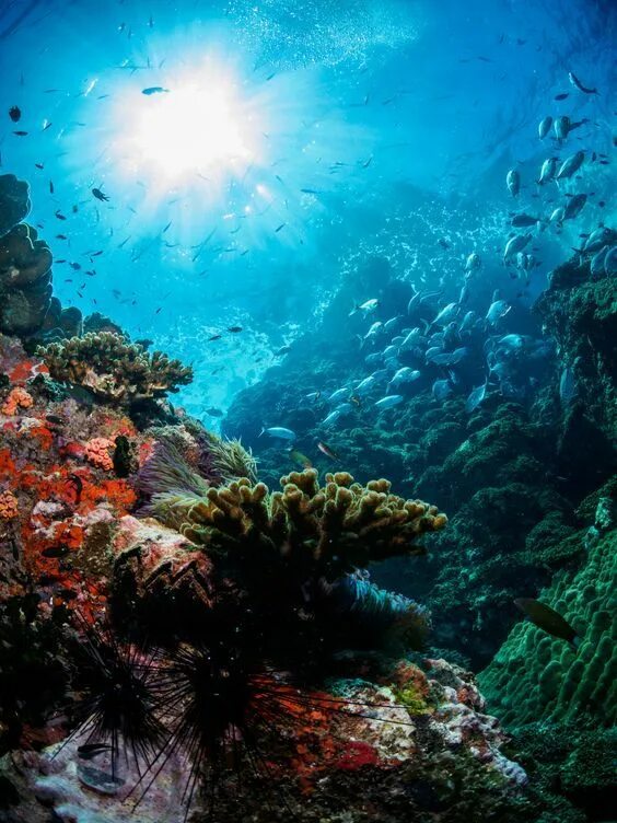 Подводный мир фото Why Playa Del Carmen Is Perfect for Couples - Aimless Travels Underwater photogr