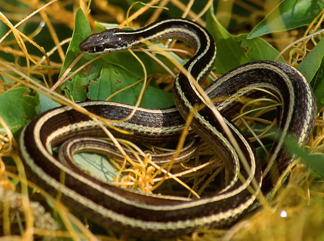Подвязочная змея фото Eastern Ribbon Snake