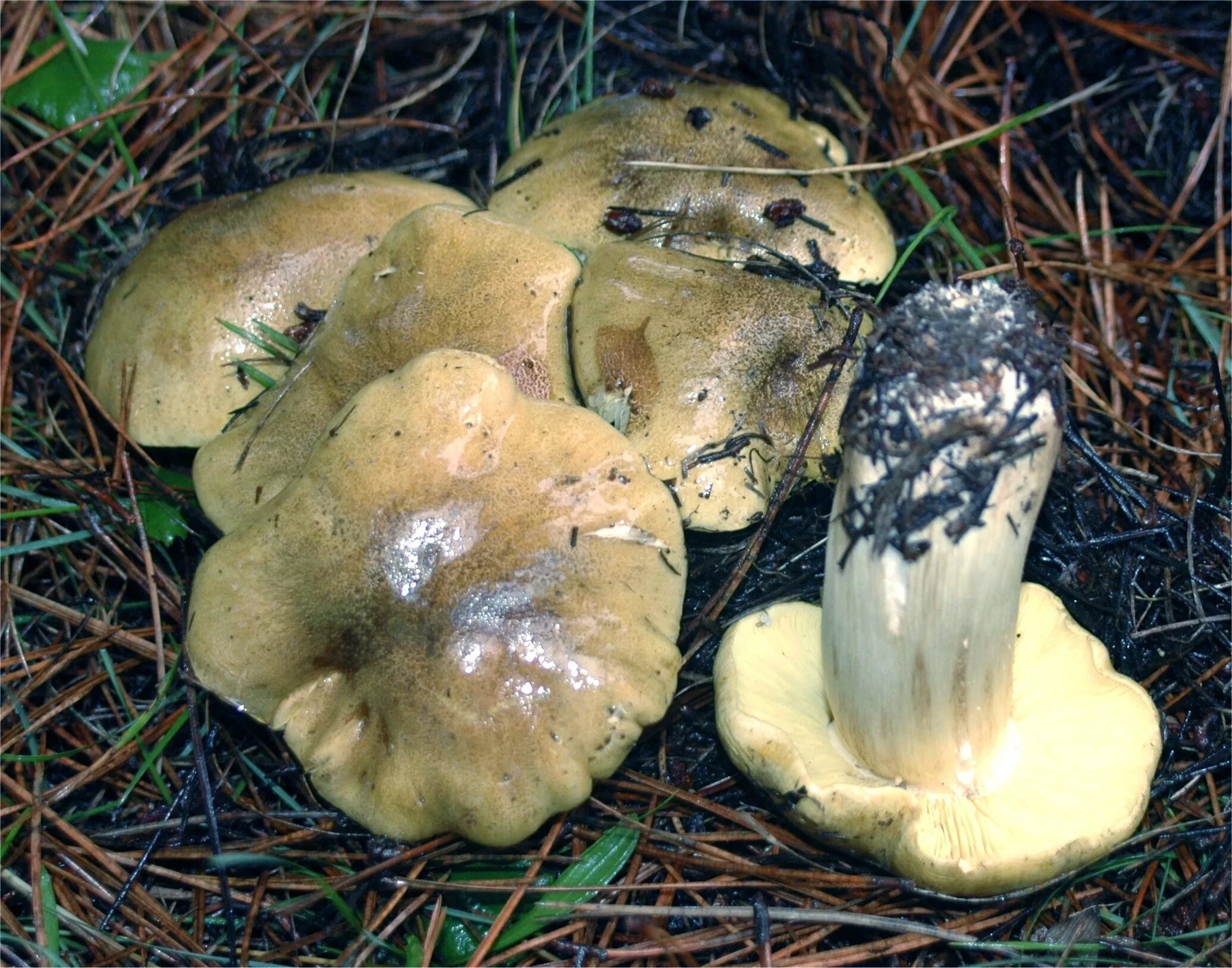 Подзеленка гриб фото и описание как выглядит Песочник зелёный (Tricholoma equestre) фото и описание