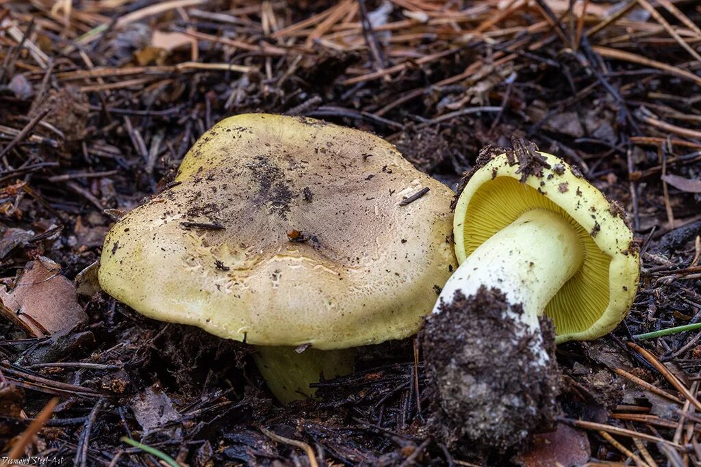 Подзеленка гриб фото и описание как выглядит Зеленушка (Tricholoma equestre) - Грибы Сибири Вложение: 22655