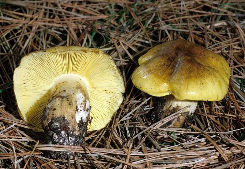 Подзеленка гриб фото и описание как выглядит California Fungi: Tricholoma equestre Stuffed mushrooms, Edible mushrooms, Fungi