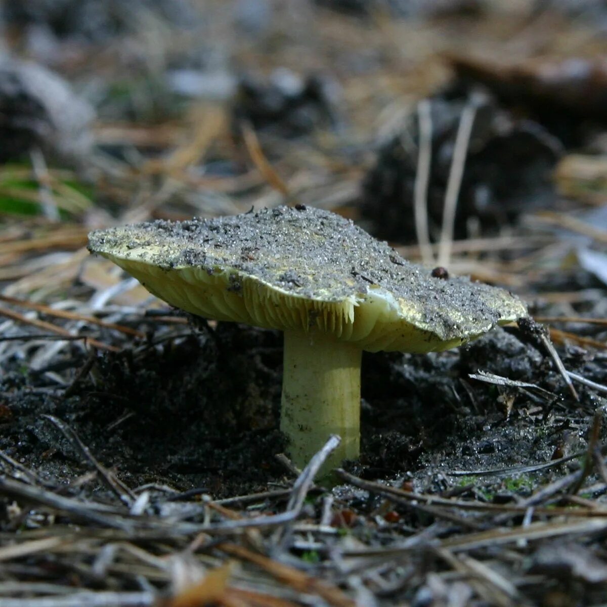 Подзеленки фото и описание грибы зеленки Файл:Tricholoma equestre.jpg - Викисловарь