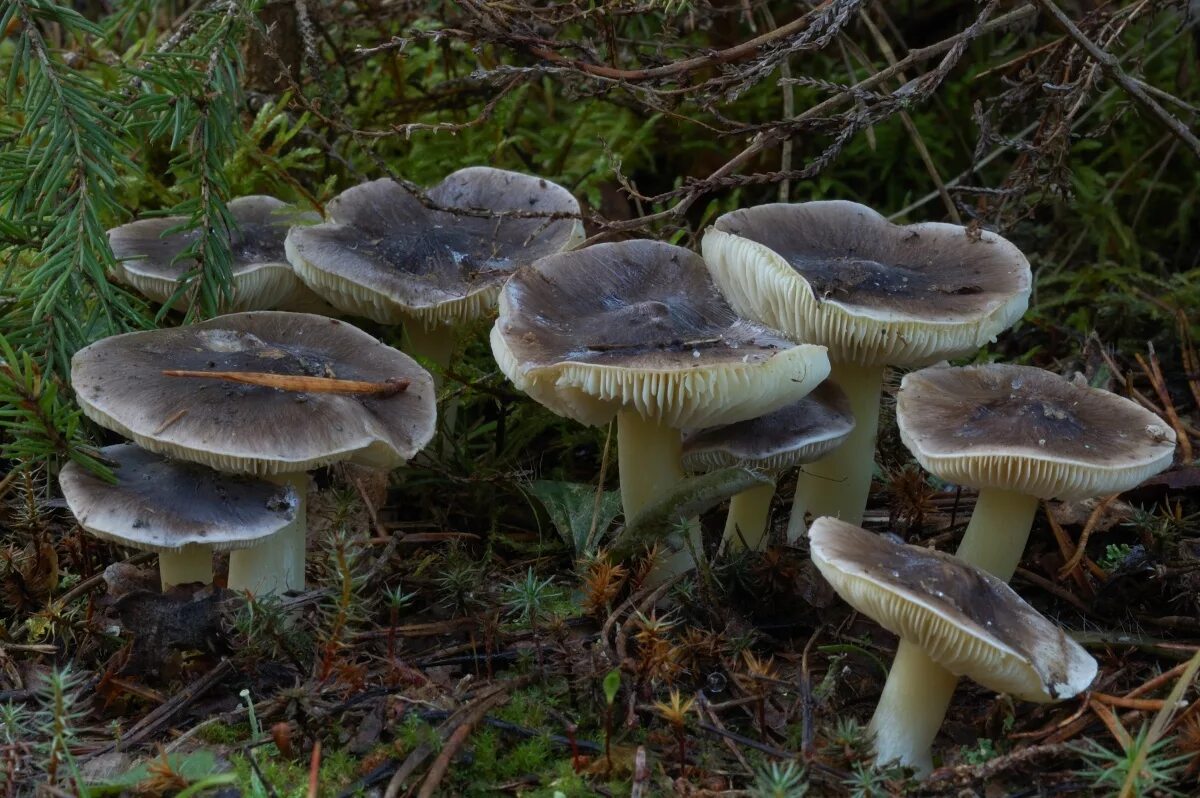 Подзеленки грибы фото Грибное царство Беларуси - Tricholoma portentosum