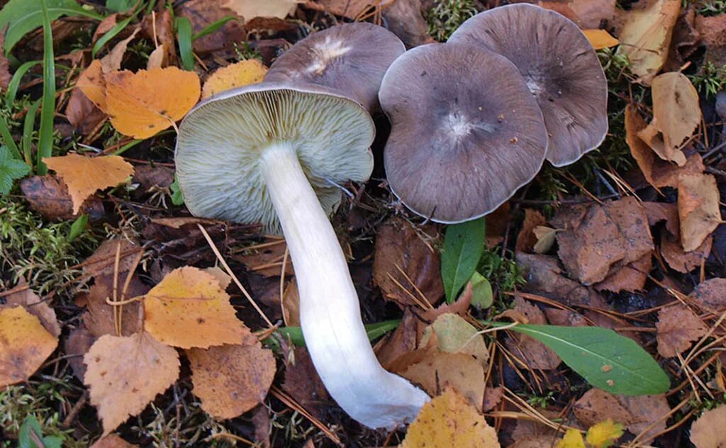 Подзеленки грибы фото Рядовка серая, или серый песочник (Tricholoma portentosum)