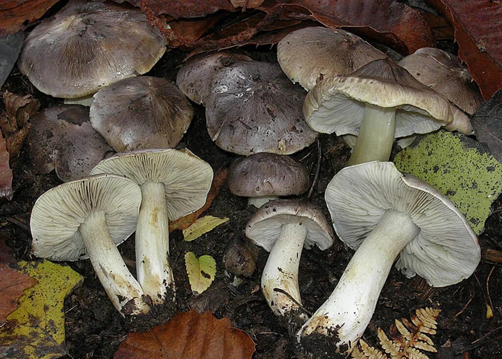 Подзеленки грибы фото и описание Рядовка серая, или серый песочник (Tricholoma portentosum)