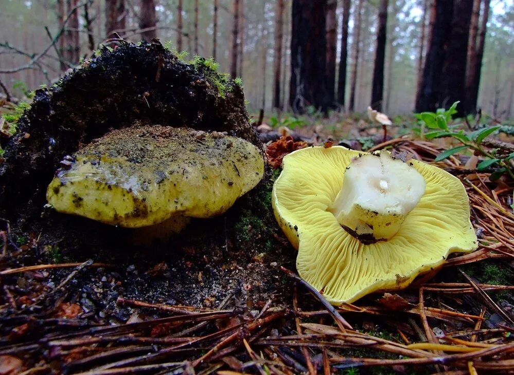 Подзеленки грибы фото и описание Зеленушка Tricholoma flavovirens (РЯДОВКА ЗЕЛЕНАЯ, ЗЕЛЕНКА) вкусный съедобный гр