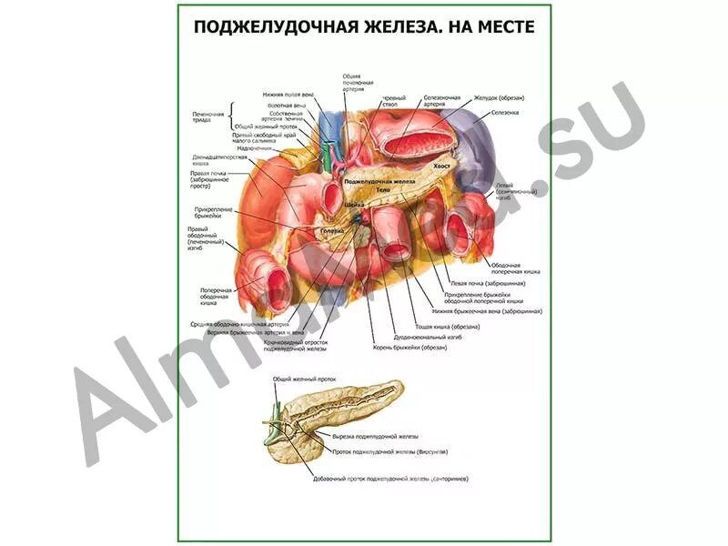 Поджелудочная схема расположения Поджелудочная железа на месте плакат глянцевый/ламинированный А1/А2 (глянцевый A