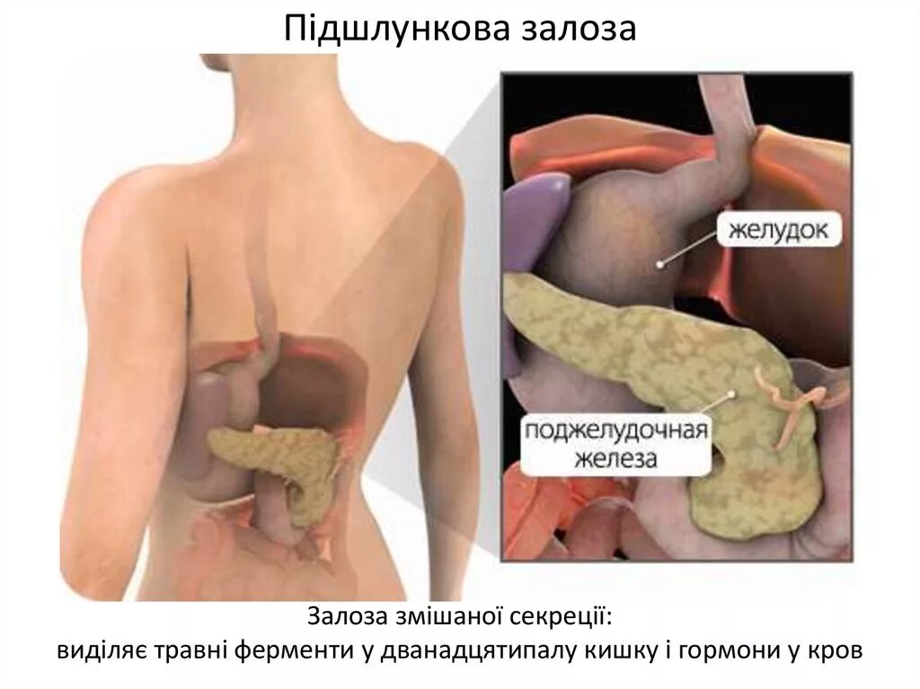 Поджелудочная железа где находится фото симптомы Поджелудка где