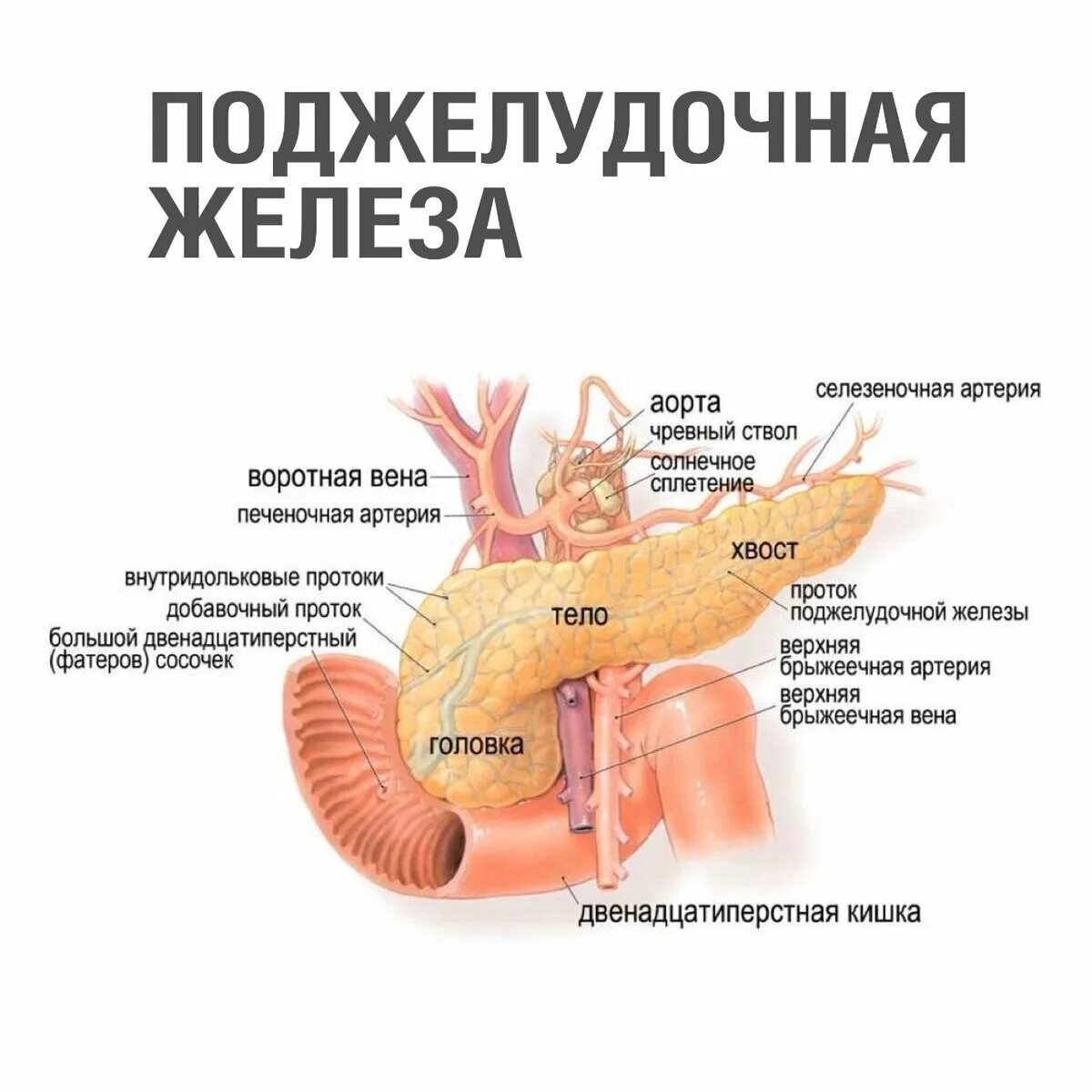 Поджелудочная железа камни фото 3 запрета, которые нужно знать каждому для сохранения поджелудочной после 50 Вол