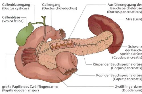 Поджелудочная железа камни фото LABOR Leber, Gallenwege, Pankreas Kap. 7 S.154-161 Flashcards Quizlet