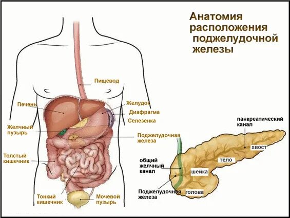 Поджелудочная железа схема расположения 20 симптомов и признаков проблем с печенью и поджелудочной железой - RuNews24.ru