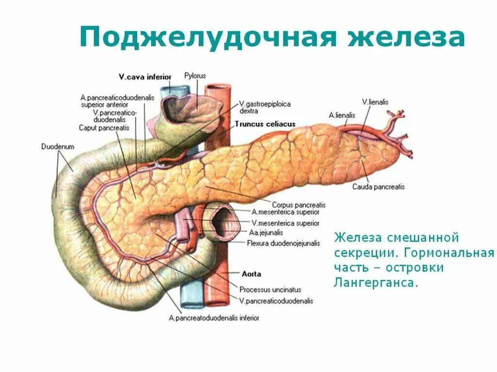 Поджелудочная железа схема расположения Каково строение и функции поджелудочной железы: найдено 90 изображений