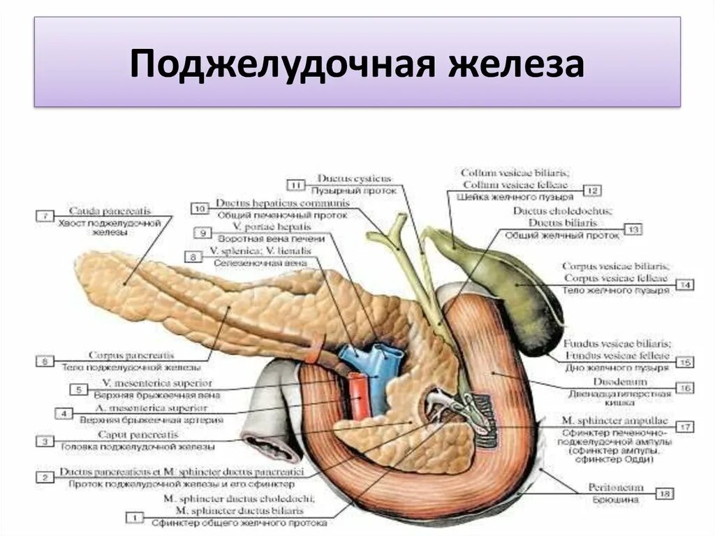 Поджелудочная железа схема расположения Картинки ЧТО РЕГУЛИРУЕТ ПОДЖЕЛУДОЧНАЯ ЖЕЛЕЗА