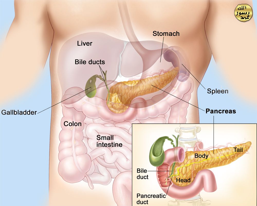 Поджелудочная железа схема расположения Pin on PANKREAS