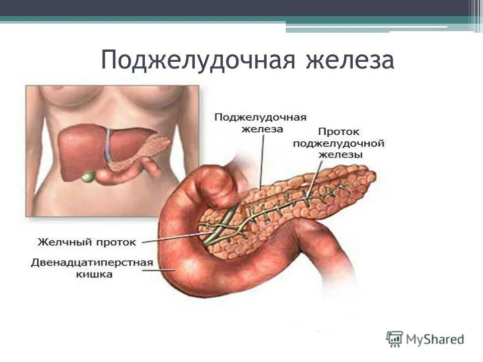 Поджелудочная железа схема расположения Поджелудочная железа человека - CollectPhoto.ru