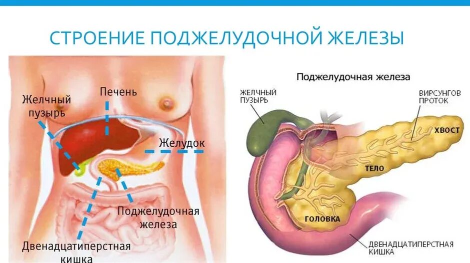 Поджелудочная железа схема расположения Поджелудка где находится