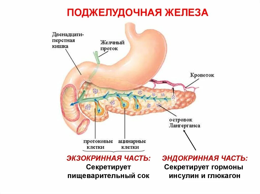 Поджелудочная железа схема расположения Гормоны производимые поджелудочной железой - найдено 75 картинок