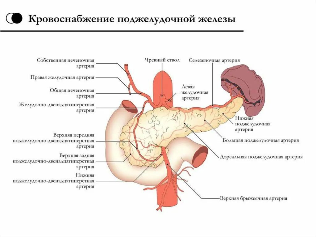 Поджелудочная железа схема расположения Поджелудочная артерия