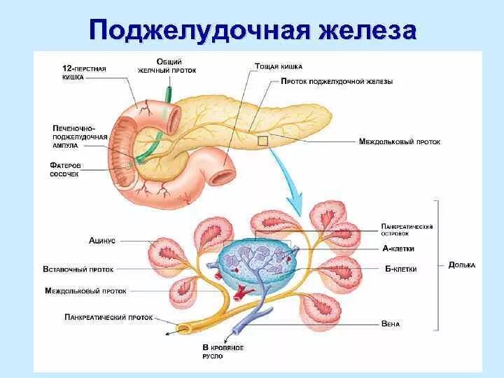 Поджелудочная железа схема расположения Поджелудочная железа участвует в процессе ответ: найдено 82 изображений