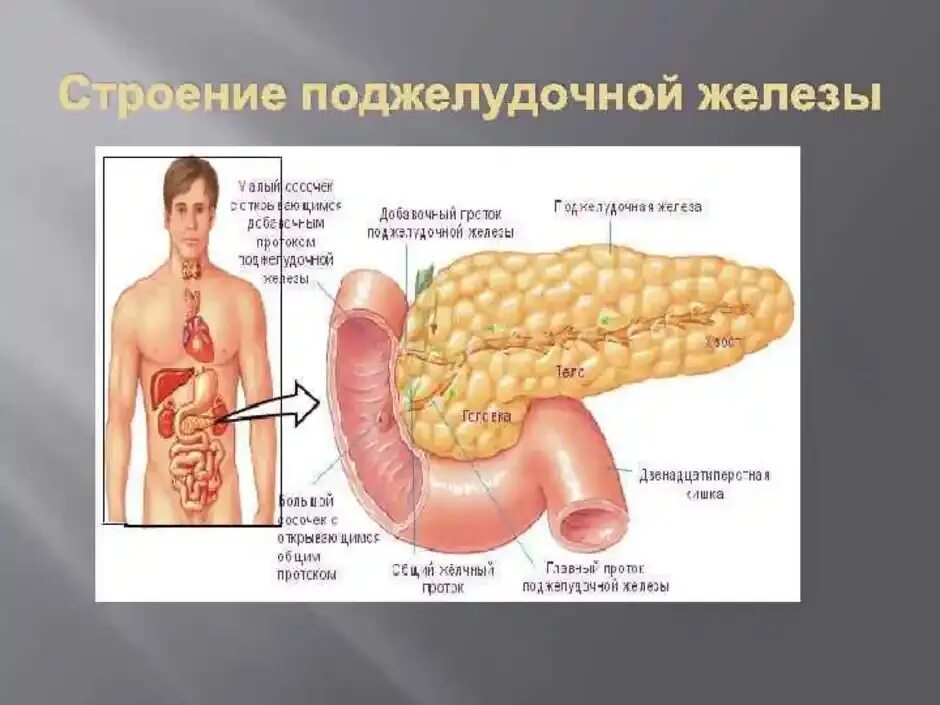 Поджелудочная железа схема расположения Картинки СКОЛЬКО ПОДЖЕЛУДОЧНЫХ ЖЕЛЕЗ У ЧЕЛОВЕКА