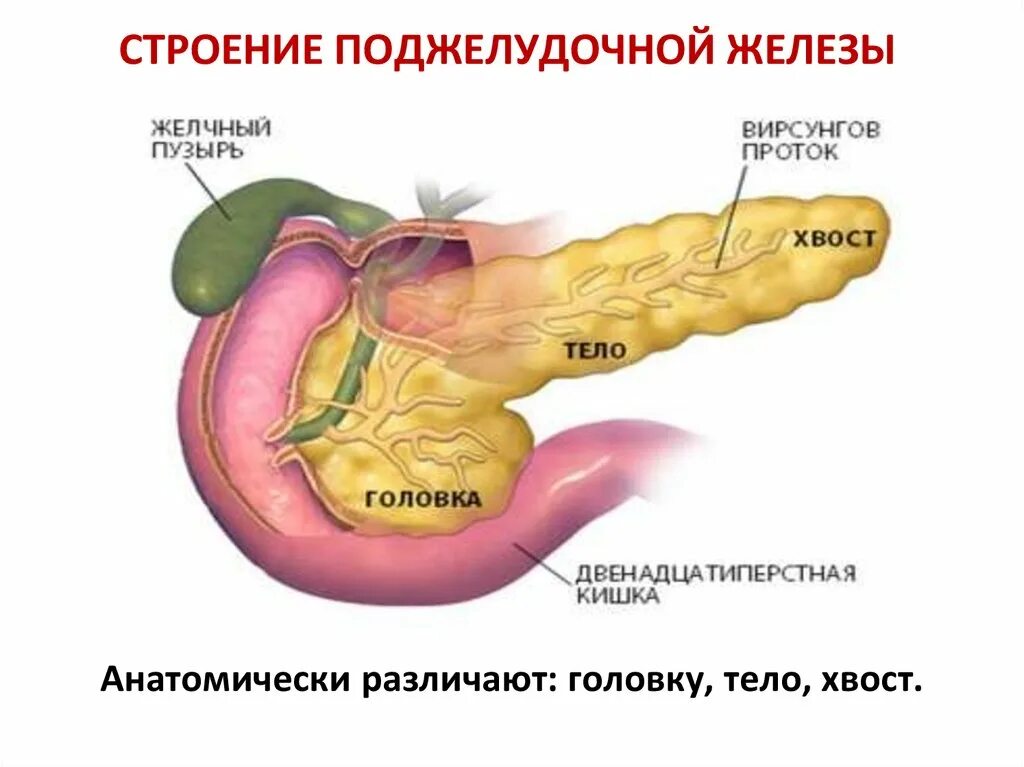 Поджелудочная железа схема расположения Контуры поджелудочной железы ровные