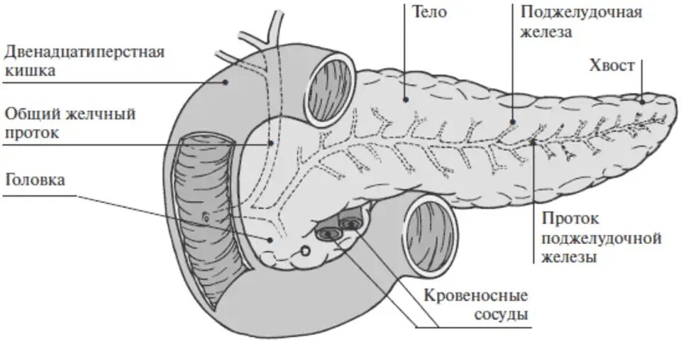 Поджелудочная железа схема расположения Визуализация Местоположения Поджелудочной Железы: Рисунок И Объяснение Рисунки д