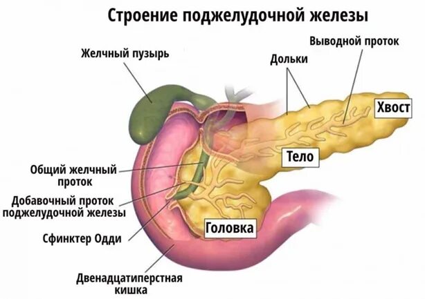 Поджелудочная железа схема расположения Чем опасны заболевания поджелудочной железы и как их обнаружить Evolutis Clinic 