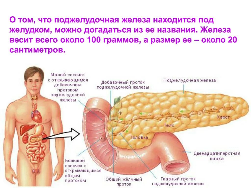 Поджелудочная железа схема расположения PPT - Здоровье поджелудочной железы PowerPoint Presentation - ID:6456787