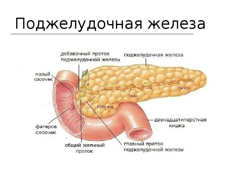 Поджелудочная железа схема расположения ПИЩЕВАРИТЕЛЬНАЯ СИСТЕМА Бартолин - подъязычная железа Либеркюн - кишечные