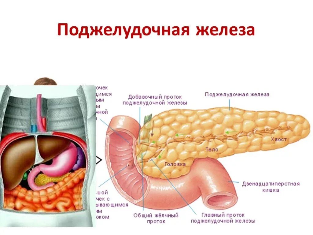 Поджелудочная железа симптомы фото Как иммунная система изменяет поджелудочную железу при ожирении: бойтесь диабета