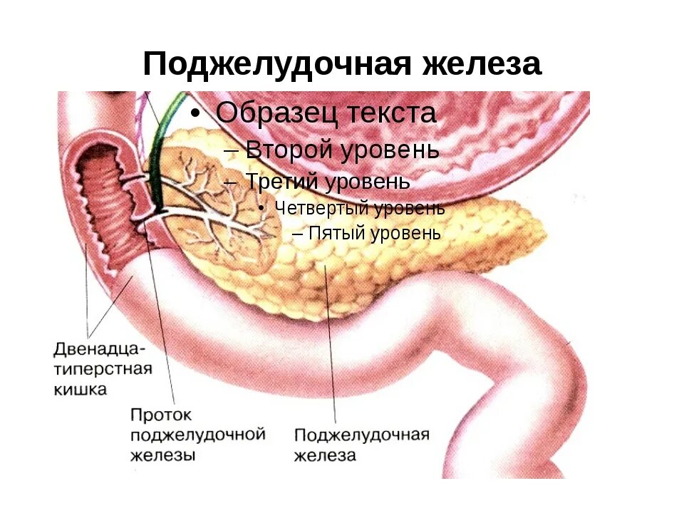 Поджелудочная железа симптомы и лечение фото Картинки ПОДЖЕЛУДОЧНАЯ РИСУНОК ЖЕЛЕЗА ГДЕ