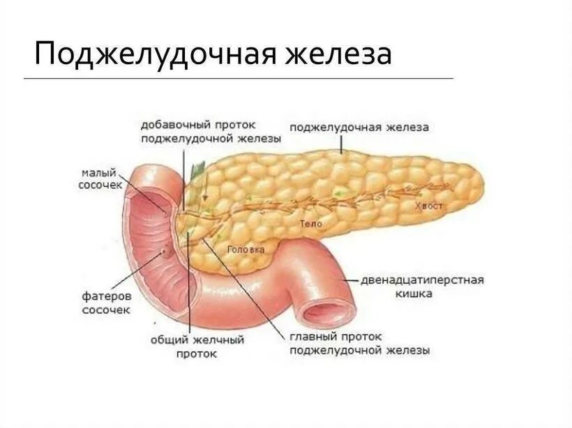 Поджелудочная железа симптомы и лечение фото Самый дорогой орган человека - топ 10, рейтинг, фото